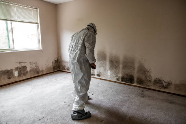 Best Specialized Mold Remediation in USA